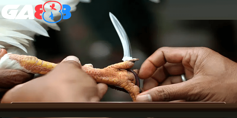 Chú ý cẩm nang cựa gà kim loại