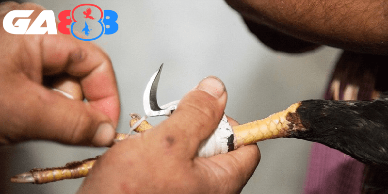 Chú ý quy trình mài cựa gà đúng cách