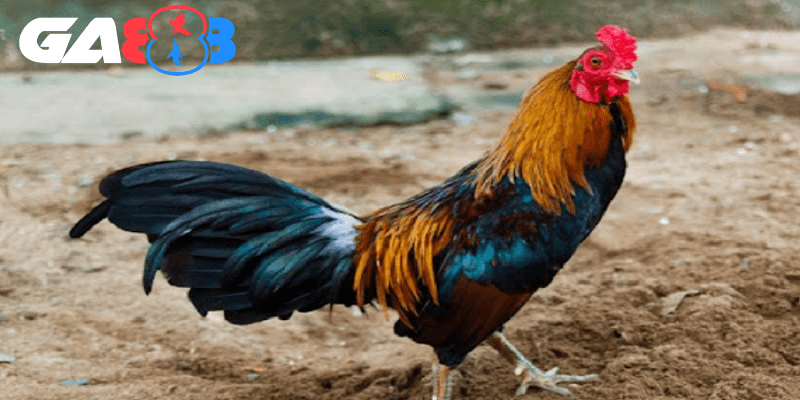 Bảng màu gà đá có nền tảng tâm linh