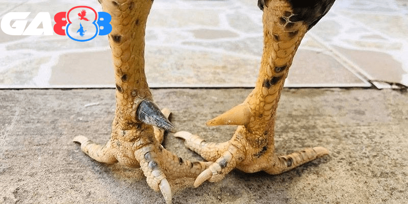 Chú ý cách cố định cựa gà chuẩn xác
