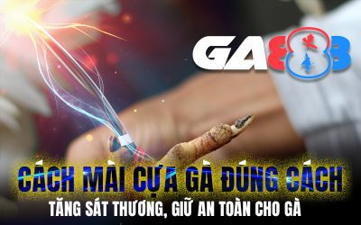 Cách mài cựa gà đúng cách – Tăng sát thương, giữ an toàn cho gà