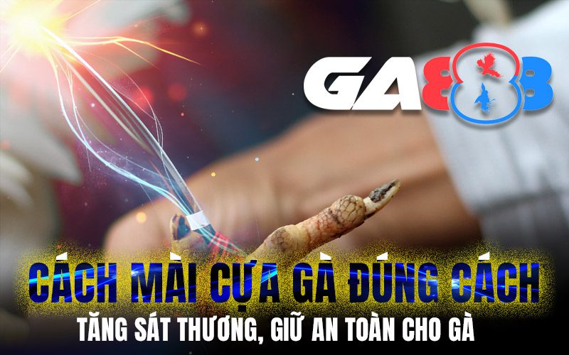 Cách mài cựa gà đúng cách – Tăng sát thương, giữ an toàn cho gà