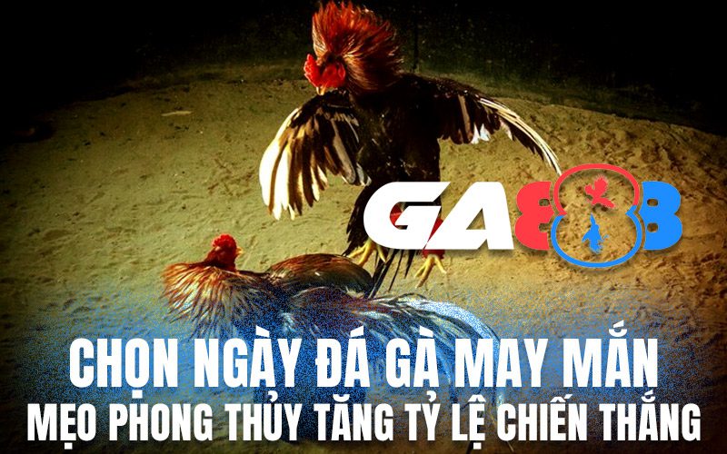 Chọn ngày đá gà may mắn – Mẹo phong thủy tăng tỷ lệ chiến thắng