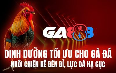 Dinh dưỡng tối ưu cho gà đá: Nuôi chiến kê bền bỉ, lực đá hạ gục