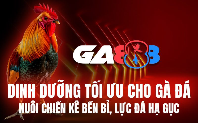Dinh dưỡng tối ưu cho gà đá: Nuôi chiến kê bền bỉ, lực đá hạ gục