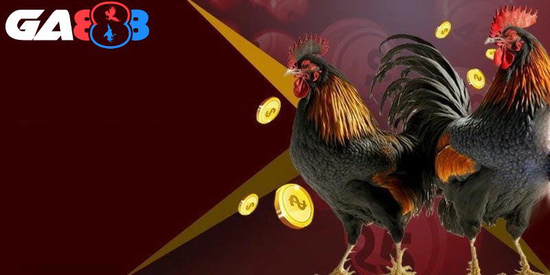 Đá gà cựa dao là hình thức cá cược được đánh giá cao